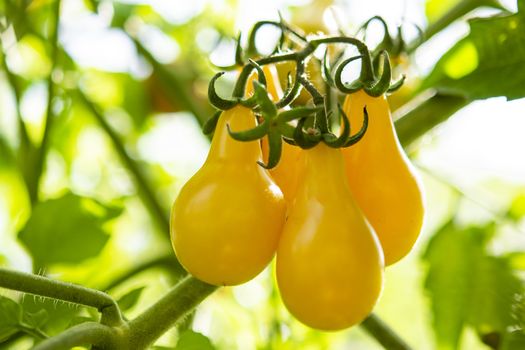 A bunch of ripe yellow pear-shaped tomatoes hanging from a branch