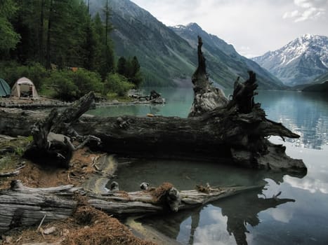 A large old snag lies on the banks of a mountain river.