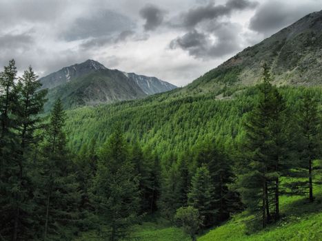 Nature is altai. Mountain landscape, forests and reservoirs of the altai.