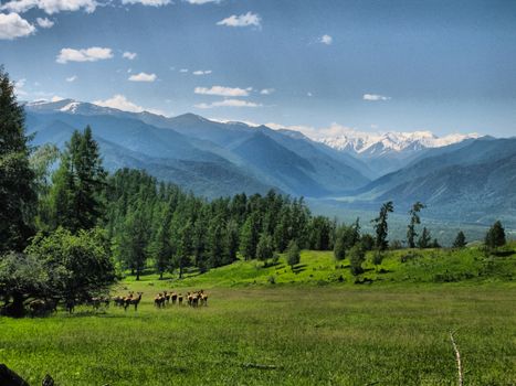 Nature is altai. Mountain landscape, forests and reservoirs of the altai.