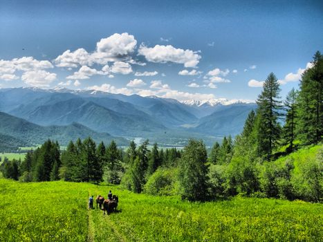 Nature is altai. Mountain landscape, forests and reservoirs of the altai.