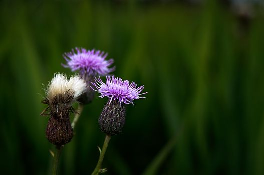 Purple flowers in the meadow. Travayany sprouting in the forest.