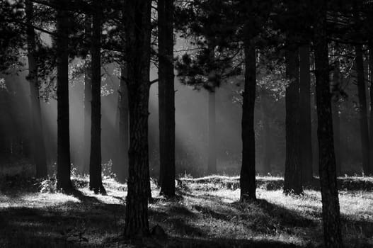 The shadow of the coniferous forest. Sunbeams among dark trees.