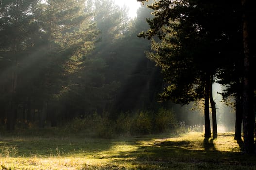 The shadow of the coniferous forest. Sunbeams among dark trees.