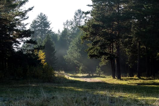 The shadow of the coniferous forest. Sunbeams among dark trees.