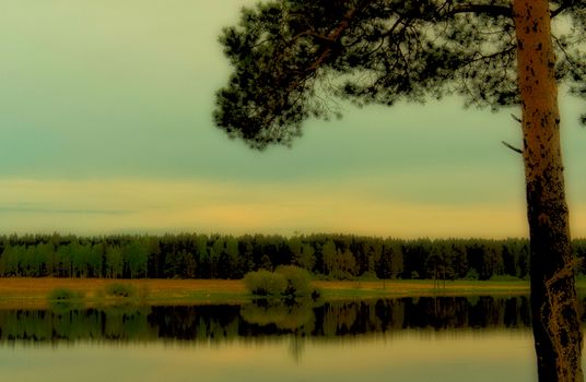 Water near the forest. Reflecting trees in the water.