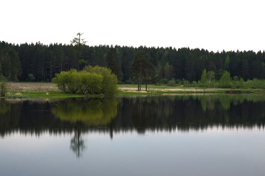 Water near the forest. Reflecting trees in the water.