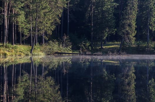 Water near the forest. Reflecting trees in the water.