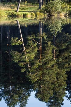 Water near the forest. Reflecting trees in the water.