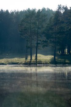 Water near the forest. Reflecting trees in the water.