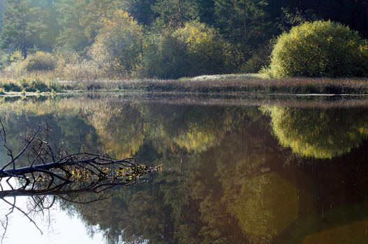 Water near the forest. Reflecting trees in the water.