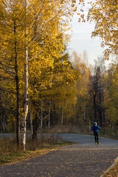 yellow birch leaves in the park. Asphalt pavement in the park and birch trees.