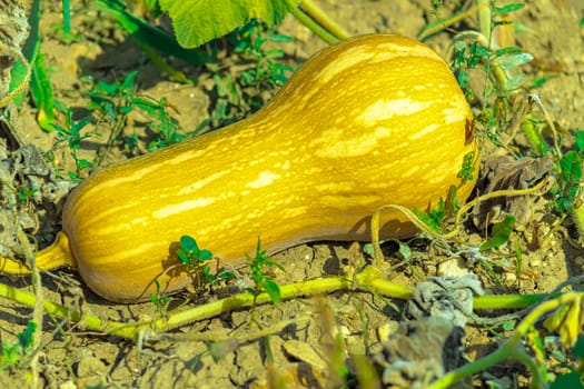 Organic oblong yellow pumpkin grows