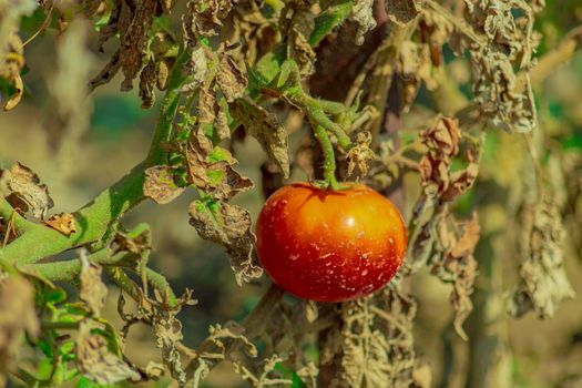 Rotting tomatoes on the branches outside