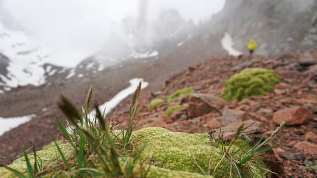 Huge clouds in snowy mountains and green moss. Moss and green grass grow on the rocks. In the fog are climbers. Large rocks and stones. Outdoor activity. Extreme Hiking among clouds and snow peaks.