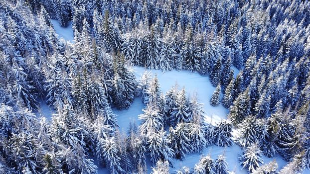 Winter forest high in the mountains. Top view from the throne of the snowy mountains and hills. Fir trees and trees grow on the hills. Some trees are covered with snow. The shadow of the trees.