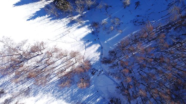 Active recreation of people in the mountains. Top view from the throne. A group of people walking along a trail in a snowy forest in the mountains. The trees cast shadows on the snow. Sunny day.