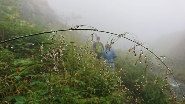 Dew drops on the green grass in the fog. In the distance, tourists walk along the trail, disappearing from sight in the fog. Mountainous area after the rain. Green grass, ear, flowers and fog.