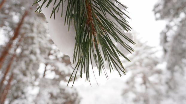 White fluffy snow falls in the forest. Festive mood. Coniferous trees are covered with snow. Branches in the snow. Big drifts around. Winter fairy tale in the Tien Shan mountains, Kazakhstan, Almaty