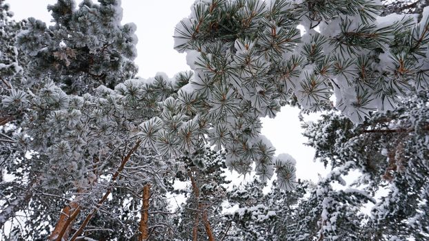 White fluffy snow falls in the forest. Festive mood. Coniferous trees are covered with snow. Branches in the snow. Big drifts around. Winter fairy tale in the Tien Shan mountains, Kazakhstan, Almaty