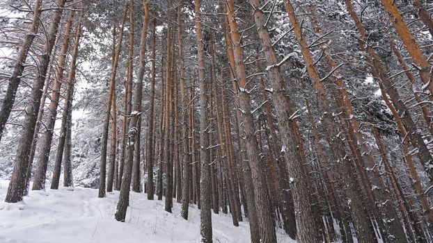 White fluffy snow falls in the forest. Festive mood. Coniferous trees are covered with snow. Branches in the snow. Big drifts around. Winter fairy tale in the Tien Shan mountains, Kazakhstan, Almaty