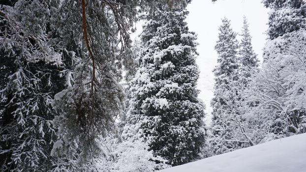 White fluffy snow falls in the forest. Festive mood. Coniferous trees are covered with snow. Branches in the snow. Big drifts around. Winter fairy tale in the Tien Shan mountains, Kazakhstan, Almaty