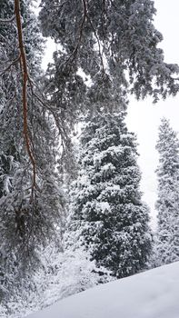 White fluffy snow falls in the forest. Festive mood. Coniferous trees are covered with snow. Branches in the snow. Big drifts around. Winter fairy tale in the Tien Shan mountains, Kazakhstan, Almaty