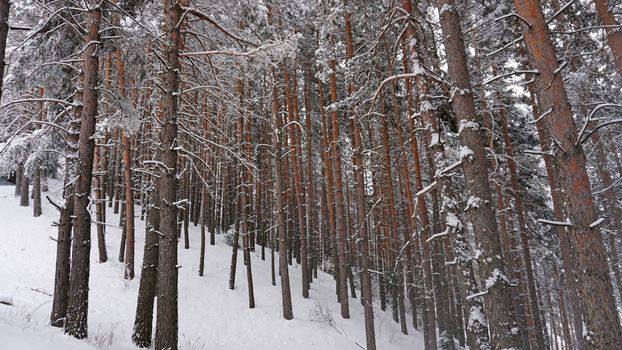 White fluffy snow falls in the forest. Festive mood. Coniferous trees are covered with snow. Branches in the snow. Big drifts around. Winter fairy tale in the Tien Shan mountains, Kazakhstan, Almaty