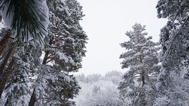 White fluffy snow falls in the forest. Festive mood. Coniferous trees are covered with snow. Branches in the snow. Big drifts around. Winter fairy tale in the Tien Shan mountains, Kazakhstan, Almaty