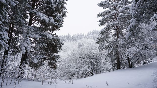 White fluffy snow falls in the forest. Festive mood. Coniferous trees are covered with snow. Branches in the snow. Big drifts around. Winter fairy tale in the Tien Shan mountains, Kazakhstan, Almaty