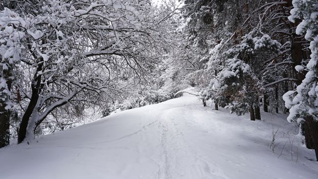 White fluffy snow falls in the forest. Festive mood. Coniferous trees are covered with snow. Branches in the snow. Big drifts around. Winter fairy tale in the Tien Shan mountains, Kazakhstan, Almaty