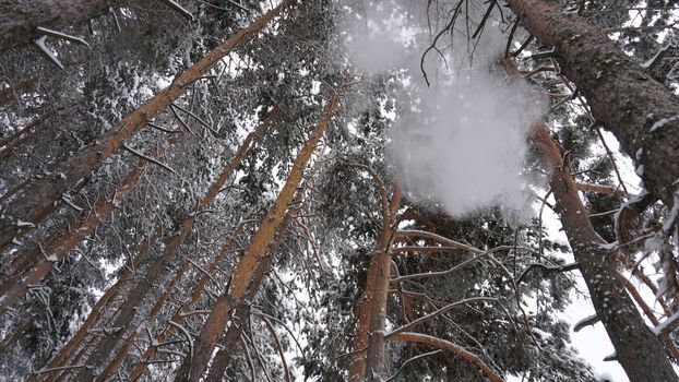 White fluffy snow falls in the forest. Festive mood. Coniferous trees are covered with snow. Branches in the snow. Big drifts around. Winter fairy tale in the Tien Shan mountains, Kazakhstan, Almaty