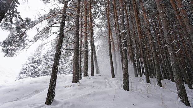 White fluffy snow falls in the forest. Festive mood. Coniferous trees are covered with snow. Branches in the snow. Big drifts around. Winter fairy tale in the Tien Shan mountains, Kazakhstan, Almaty