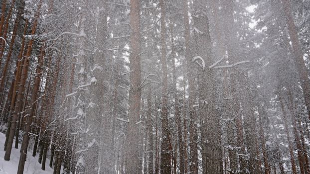 White fluffy snow falls in the forest. Festive mood. Coniferous trees are covered with snow. Branches in the snow. Big drifts around. Winter fairy tale in the Tien Shan mountains, Kazakhstan, Almaty