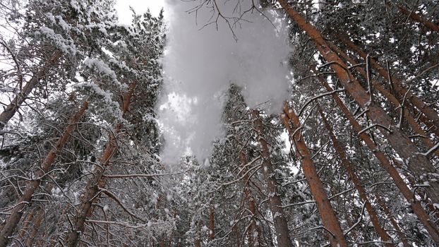 White fluffy snow falls in the forest. Festive mood. Coniferous trees are covered with snow. Branches in the snow. Big drifts around. Winter fairy tale in the Tien Shan mountains, Kazakhstan, Almaty