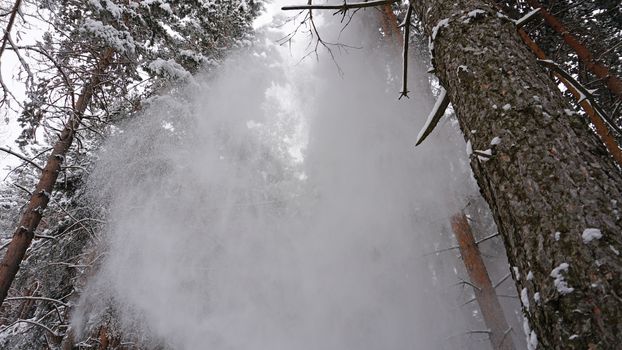 White fluffy snow falls in the forest. Festive mood. Coniferous trees are covered with snow. Branches in the snow. Big drifts around. Winter fairy tale in the Tien Shan mountains, Kazakhstan, Almaty