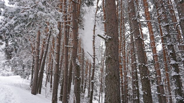 White fluffy snow falls in the forest. Festive mood. Coniferous trees are covered with snow. Branches in the snow. Big drifts around. Winter fairy tale in the Tien Shan mountains, Kazakhstan, Almaty