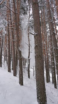 White fluffy snow falls in the forest. Festive mood. Coniferous trees are covered with snow. Branches in the snow. Big drifts around. Winter fairy tale in the Tien Shan mountains, Kazakhstan, Almaty