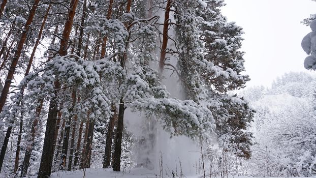 White fluffy snow falls in the forest. Festive mood. Coniferous trees are covered with snow. Branches in the snow. Big drifts around. Winter fairy tale in the Tien Shan mountains, Kazakhstan, Almaty