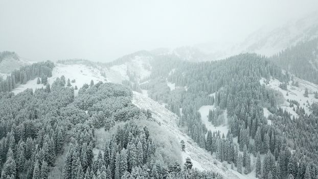 The winter forest is covered with fresh snow. The mountains and hills are completely white. Snow is falling, the sky is gray, everything is foggy. Huge fir trees in the snow. Aerial view from a drone.