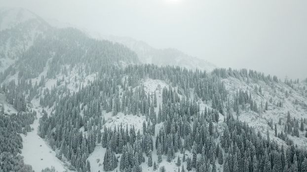 The winter forest is covered with fresh snow. The mountains and hills are completely white. Snow is falling, the sky is gray, everything is foggy. Huge fir trees in the snow. Aerial view from a drone.