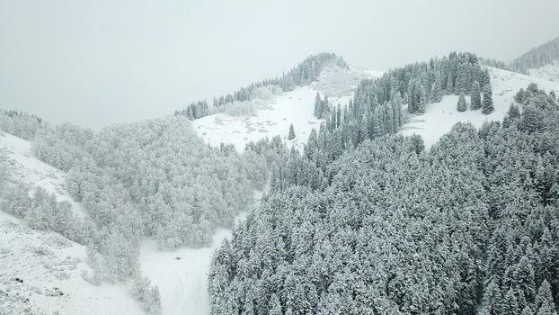 The winter forest is covered with fresh snow. The mountains and hills are completely white. Snow is falling, the sky is gray, everything is foggy. Huge fir trees in the snow. Aerial view from a drone.
