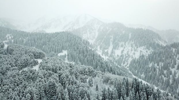 The winter forest is covered with fresh snow. The mountains and hills are completely white. Snow is falling, the sky is gray, everything is foggy. Huge fir trees in the snow. Aerial view from a drone.