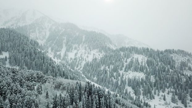 The winter forest is covered with fresh snow. The mountains and hills are completely white. Snow is falling, the sky is gray, everything is foggy. Huge fir trees in the snow. Aerial view from a drone.