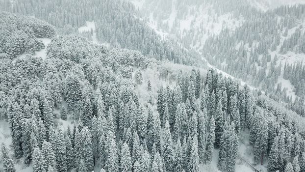 The winter forest is covered with fresh snow. The mountains and hills are completely white. Snow is falling, the sky is gray, everything is foggy. Huge fir trees in the snow. Aerial view from a drone.
