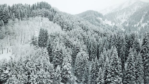 The winter forest is covered with fresh snow. The mountains and hills are completely white. Snow is falling, the sky is gray, everything is foggy. Huge fir trees in the snow. Aerial view from a drone.
