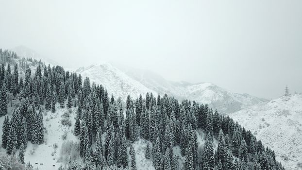 The winter forest is covered with fresh snow. The mountains and hills are completely white. Snow is falling, the sky is gray, everything is foggy. Huge fir trees in the snow. Aerial view from a drone.