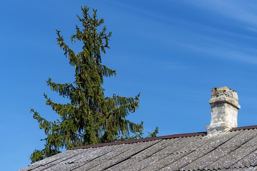 Spruce and roof of a house with a chimney.