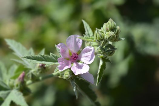 Common marsh mallow  flowers - Latin name - Althaea officinalis