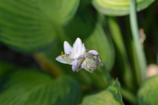 Plantain lily Gold Standard flowers - Latin name - Hosta Gold Standard